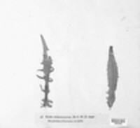 Uredo cichoracearum image